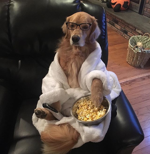 Menú Perro