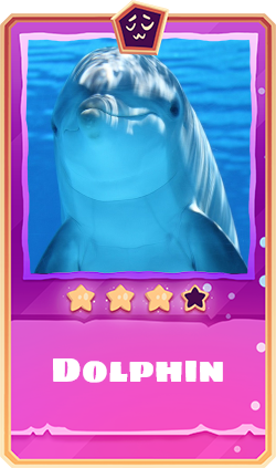 Dolphin